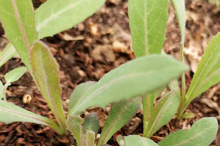 吞食野菜是啥生肖动物