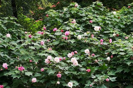 芙蓉木介绍