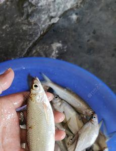 7月份翘嘴夏季开口时间