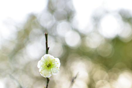 小桃花与早梅花尽是芳妍品质