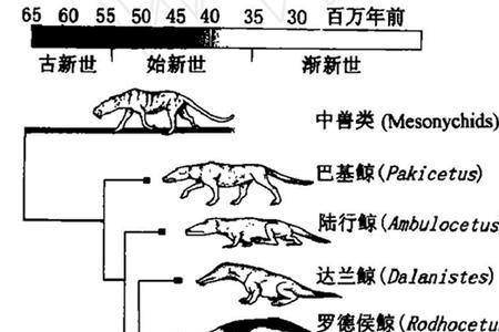 分支进化是生物进化的主要方式