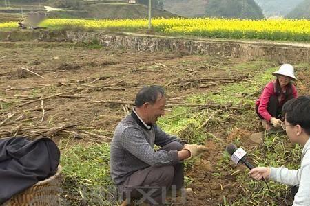 非法种植栗树属于什么行为