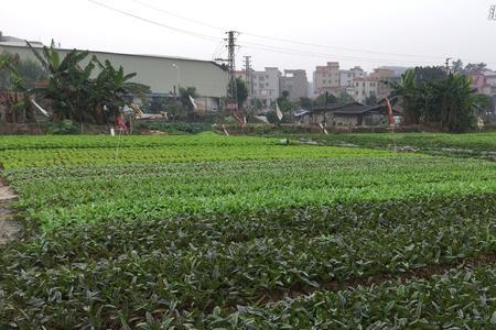 菜园子长得很好怎么形容