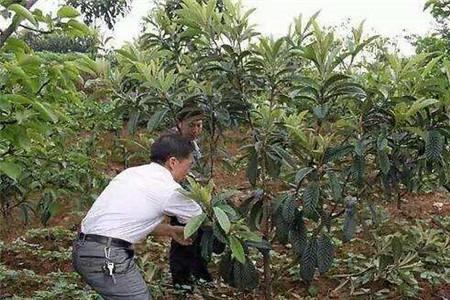 枇杷苗移植后能施肥吗