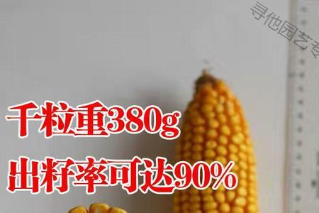 吨产铁杆王518玉米种子怎么样