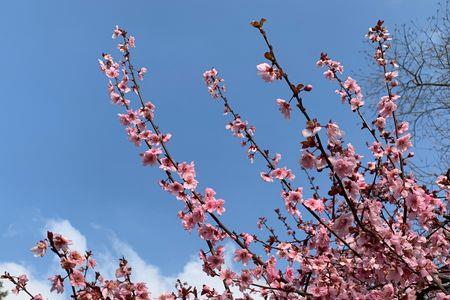 花色醉春风,人比花更娇什么意思