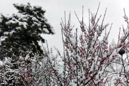 雪落在梅花上如何描写