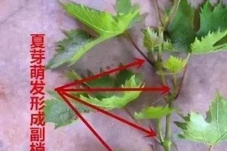 葡萄冬芽爆芽了还能结果吗