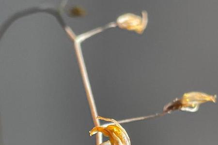 花开凋谢的意思是什么意思