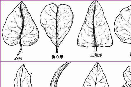 什么植物有三种形态