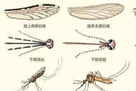 世界上第一只蚊子