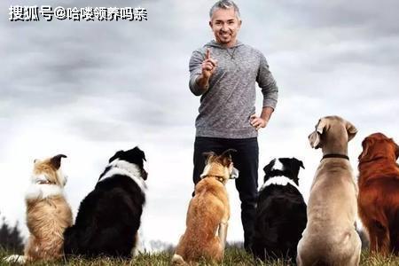 犬的社会化的定义、方法及意义