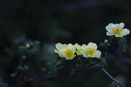 花开无声的主题歌