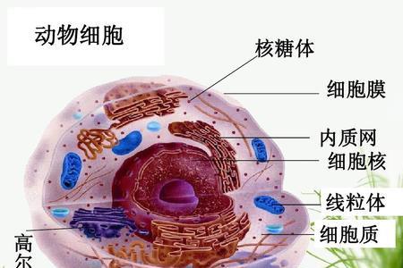 动物细胞那些有细胞壁