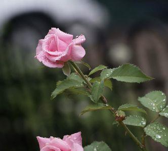 雨中漫步花丛的诗句