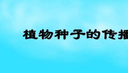 樱桃树传播种子仿写