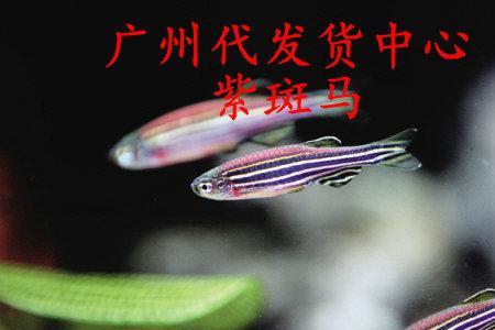 斑马鱼追逐其他斑马是什么