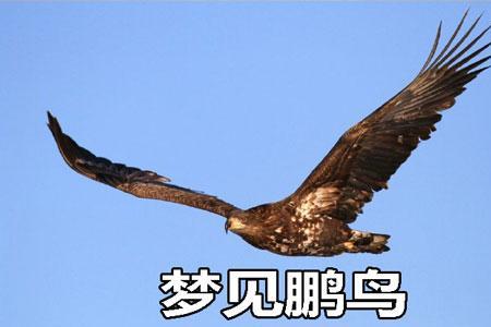 鹏是什么鸟