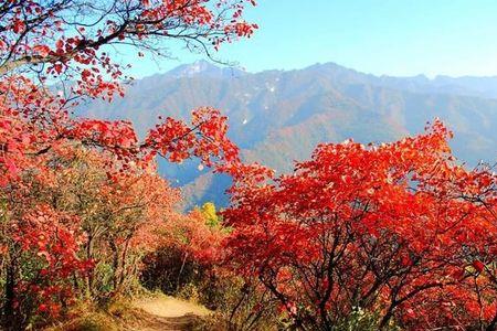 秦岭红叶最佳时间