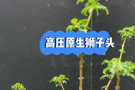 绿狮子头寓意