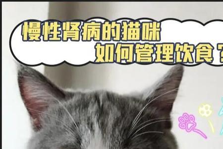 猫咪饮食规律表