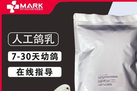 大鸽子一般多少天停止喂鸽乳