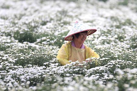 贡菊采摘时间表