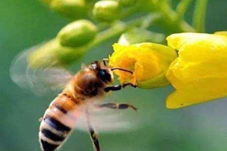 五年级仿写蜜蜂写一个小动物