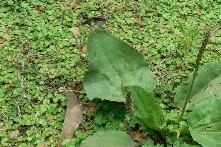 农村地里的一片片草叫啥