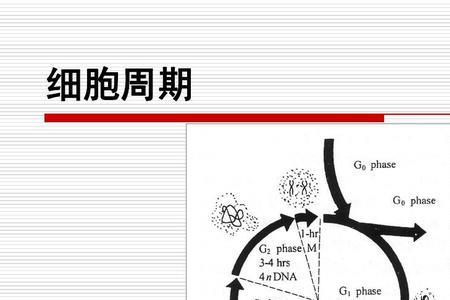 细胞体积与细胞相对表面积关系