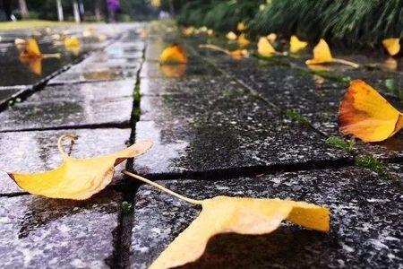 风雨人生奔波忙这诗谁写的