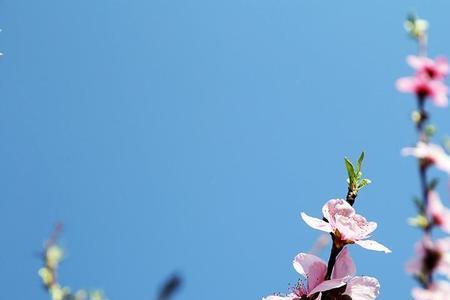 桃花依旧迎春风解释