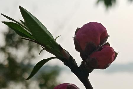 春风细雨下一句