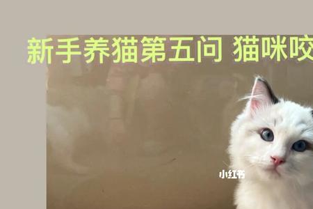 女生问你养猫吗是什么意思