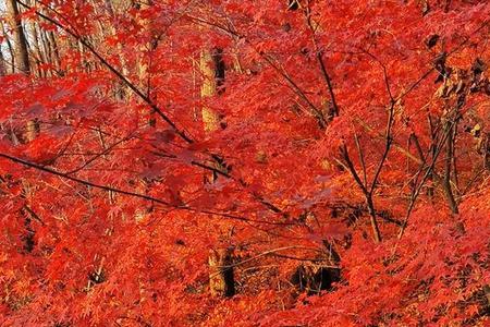 满山红叶层林尽染诗句