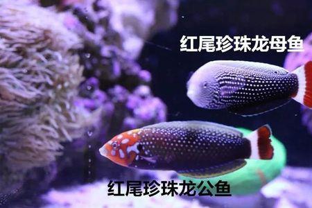 海兰褐怎么分公母