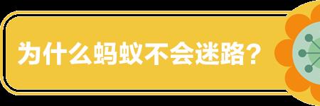 蚂蚁一小时可以走多远