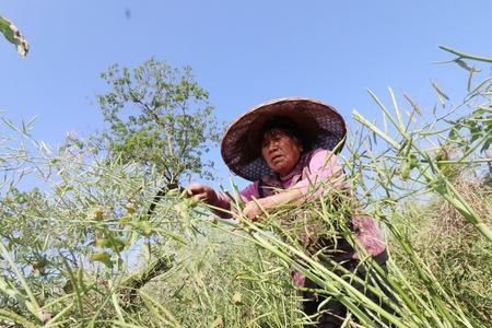 陇油23号油菜籽每亩播种多少籽