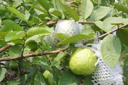 番石榴四川能种植吗