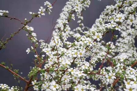 雪柳是四季开花吗