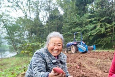 10亩地红薯利润多少