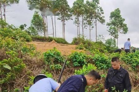 国有林地承包给个人的法律后果