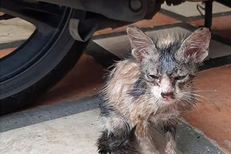 学校里的流浪猫可以领养嘛