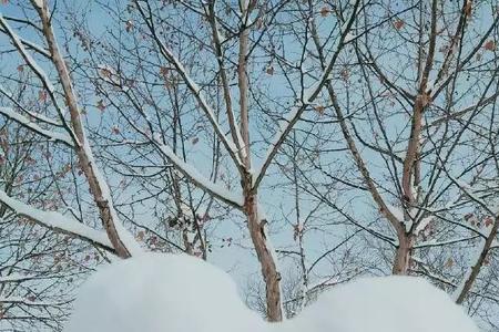 风雪白头什么意思