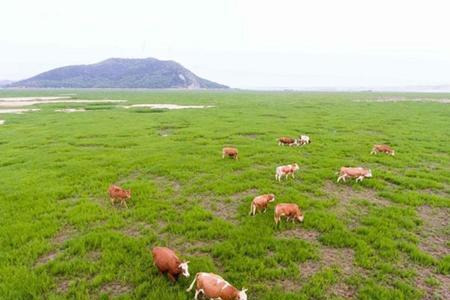 河道滩涂地可以种树吗