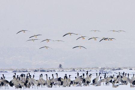 雁叫长空什么意思