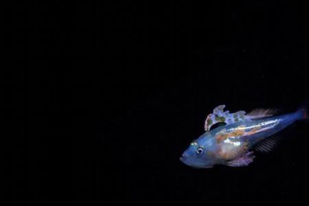 海缸里的浮游生物怎么来的