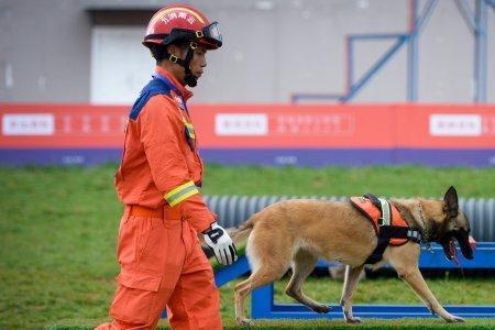 云南搜救犬塔克是警犬吗