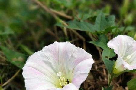 岩旋花花语