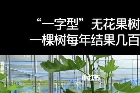 一棵树大概几斤